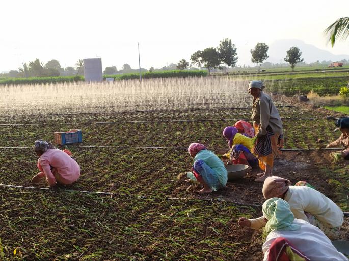 The final stage of the summer onion cultivation | उन्हाळ कांद्याची लागवड अंतिम टप्प्यात  The final stage of the summer onion cultivation | उन्हाळ कांद्याची लागवड अंतिम टप्प्यात