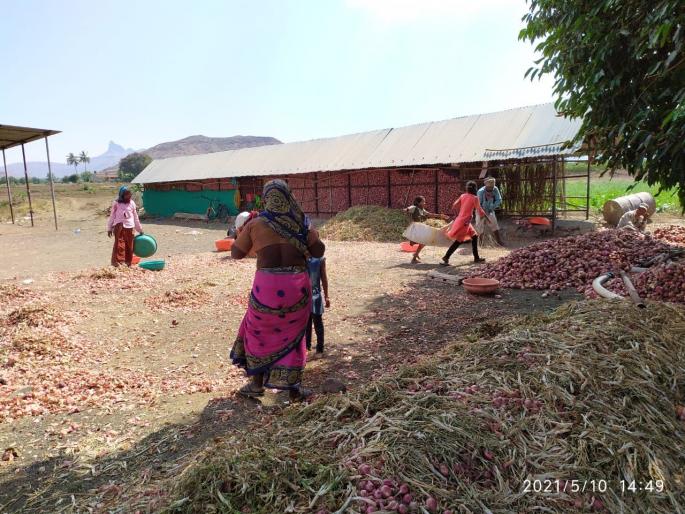 Don't do injustice to Baliraja by keeping the auction closed | लिलाव बंद ठेवुन बळीराजावर अन्याय नको Don't do injustice to Baliraja by keeping the auction closed | लिलाव बंद ठेवुन बळीराजावर अन्याय नको