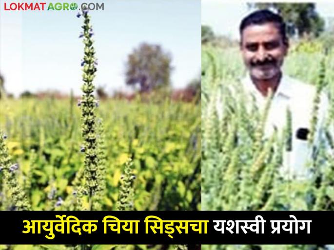 Sowing of American chia seeds in Dongargaon soil, 8 quintal per acre at 3 kg | अमेरिकन चिया सिड्सचा डोंगरगावच्या मातीत यशस्वी प्रयोग, ३ किलोत एकरी ८ क्विंटलचा उतारा Sowing of American chia seeds in Dongargaon soil, 8 quintal per acre at 3 kg | अमेरिकन चिया सिड्सचा डोंगरगावच्या मातीत यशस्वी प्रयोग, ३ किलोत एकरी ८ क्विंटलचा उतारा
