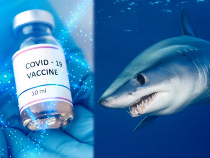 5 lakh sharks to be killed for covid 19 vaccine doses say expert | धक्कादायक! कोरोना वॅक्सीनसाठी तब्बल ५ लाख शार्कची केली जाणार हत्या, वापरलं जाणार माशाचं तेल 5 lakh sharks to be killed for covid 19 vaccine doses say expert | धक्कादायक! कोरोना वॅक्सीनसाठी तब्बल ५ लाख शार्कची केली जाणार हत्या, वापरलं जाणार माशाचं तेल