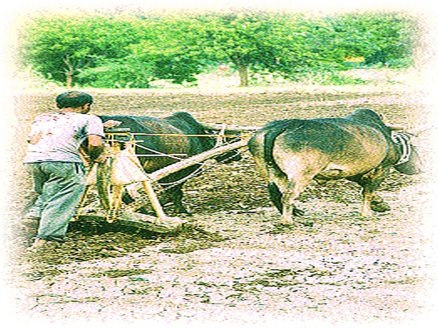 This year, there is an increase in the area of the Kharif area | यंदा खरिपाच्या क्षेत्रात गतवेळपेक्षा वाढ