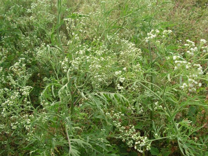 Farmers' buzzing when removing the carrot in the field | गाजरगवत काढताना शेतकऱ्यांची दमछाक Farmers' buzzing when removing the carrot in the field | गाजरगवत काढताना शेतकऱ्यांची दमछाक