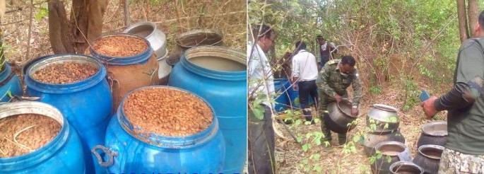 35 quintals of liquor destroyed in Gadchiroli forest | गडचिरोलीच्या जंगलातील ३५ क्विंटल मोहसडवा नष्ट 35 quintals of liquor destroyed in Gadchiroli forest | गडचिरोलीच्या जंगलातील ३५ क्विंटल मोहसडवा नष्ट