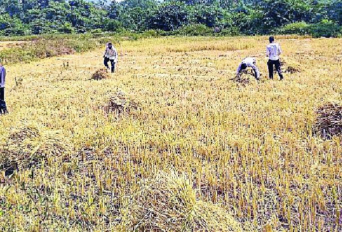 Sugarcane Day | धान कापणी व बांधणीमुळे मजुरांना सुगीचे दिवस