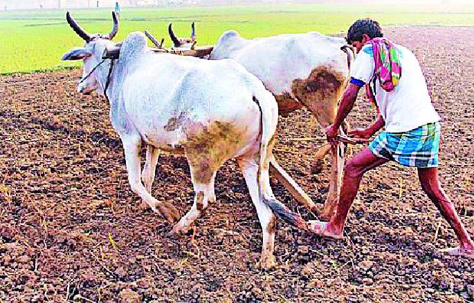 Rabi crops also hit | रबी पिकांनाही फटका Rabi crops also hit | रबी पिकांनाही फटका