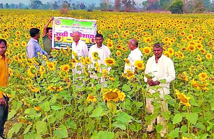 Savings groups planted sunflower | बचत गटांनी केली सूर्यफुलाची लागवड
