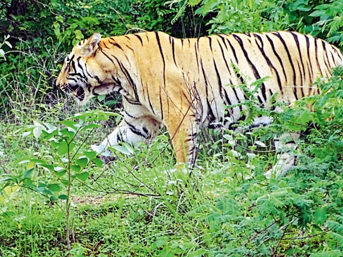 The cannibal was sent to Waghini from Gorevada in Nagpur | नरभक्षक वाघिणीला नागपुरातील गोरेवाड्याला पाठविले The cannibal was sent to Waghini from Gorevada in Nagpur | नरभक्षक वाघिणीला नागपुरातील गोरेवाड्याला पाठविले