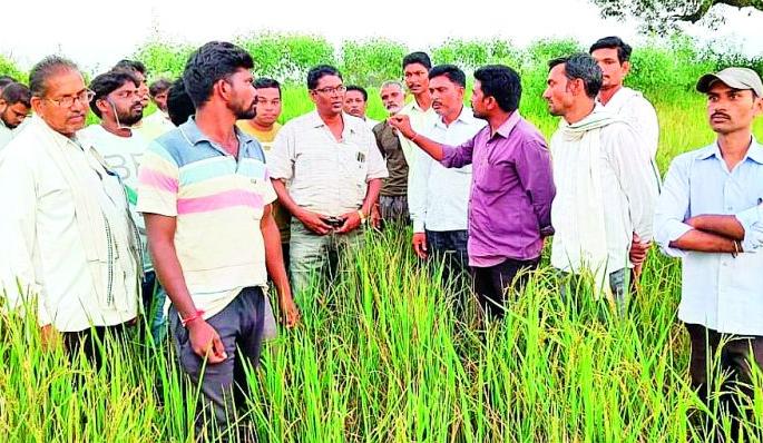 Weeds of 626 hectares of germinated rice crop became weeds | 626 हेक्टरमधील गर्भावस्थेत असलेल्या धानपिकाचे झाले तणस Weeds of 626 hectares of germinated rice crop became weeds | 626 हेक्टरमधील गर्भावस्थेत असलेल्या धानपिकाचे झाले तणस
