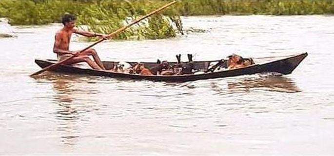 He rescued not two but four thousand goats safely from the flood waters | कौतुकास्पद! दोनचार नव्हे तर तब्बल दोन हजार शेळ्यांना काढले त्याने पुराच्या पाण्यातून सुखरूप बाहेर He rescued not two but four thousand goats safely from the flood waters | कौतुकास्पद! दोनचार नव्हे तर तब्बल दोन हजार शेळ्यांना काढले त्याने पुराच्या पाण्यातून सुखरूप बाहेर