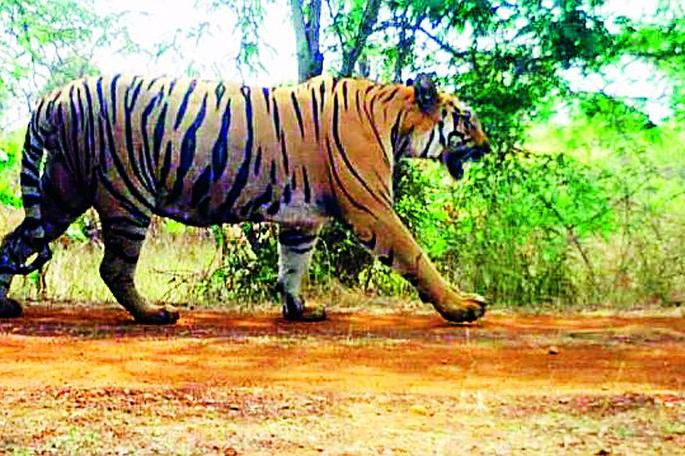 The terror called CT-1 is over | सीटी-1 नावाची दहशत संपली