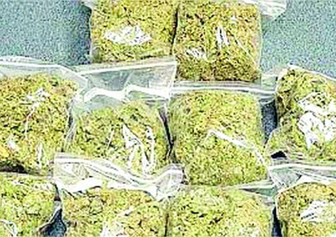 The youth of Gadchiraeli are on a cannabis diet | गडचिराेली शहरातील युवक गांजाच्या आहारी