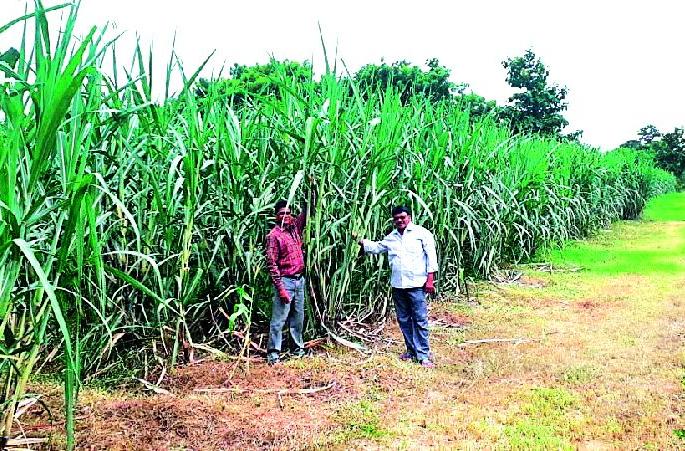 Farmers are being able to cultivate sugarcane | ऊस लागवडीतून शेतकरी होत आहेत सक्षम Farmers are being able to cultivate sugarcane | ऊस लागवडीतून शेतकरी होत आहेत सक्षम