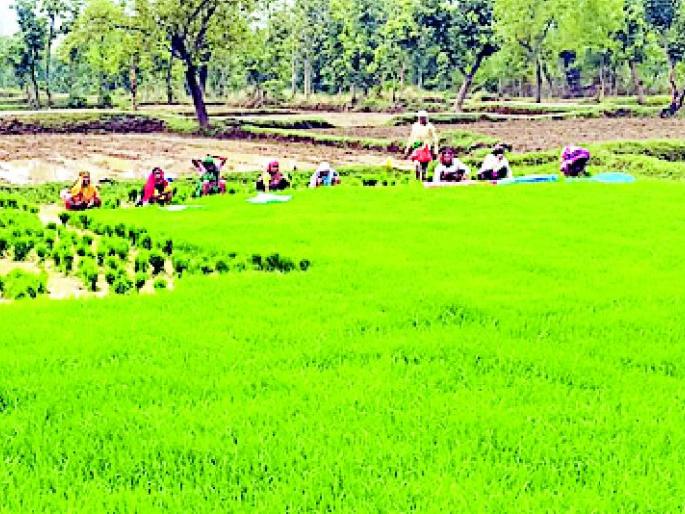 Due to rain sowing due to rains | पावसाने पाठ फिरविल्याने पेरण्या संकटात Due to rain sowing due to rains | पावसाने पाठ फिरविल्याने पेरण्या संकटात