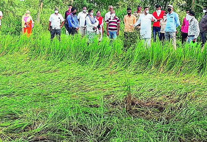 The return rains hit the paddy fields | परतीच्या पावसाने धानपिकांना बसला फटका The return rains hit the paddy fields | परतीच्या पावसाने धानपिकांना बसला फटका