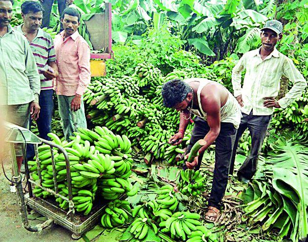 Farmer flower garden banana garden | शेतकºयाने फुलविली केळीची बाग Farmer flower garden banana garden | शेतकºयाने फुलविली केळीची बाग