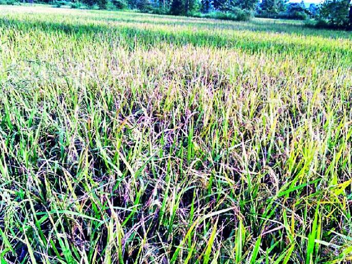 Hundreds of paddy fields are not full | शेकडो एकरातील धान भरलेच नाही  Hundreds of paddy fields are not full | शेकडो एकरातील धान भरलेच नाही