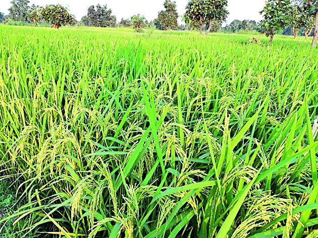 Failure to seize farmers | शेतकºयांना बसणार फटका Failure to seize farmers | शेतकºयांना बसणार फटका