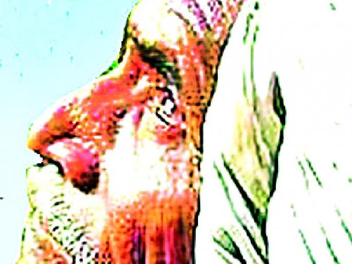 Advantage of 'Kisan Samman' for 2.5 lakh farmers | अडीच लाख शेतकऱ्यांना ‘किसान सन्मान’ चा लाभ Advantage of 'Kisan Samman' for 2.5 lakh farmers | अडीच लाख शेतकऱ्यांना ‘किसान सन्मान’ चा लाभ
