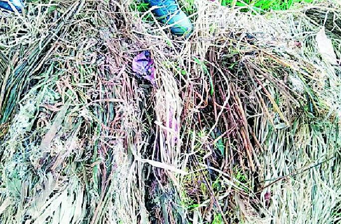 Returns rains affect paddy in 19 thousand hectares | परतीच्या पावसाने १९ हजार हेक्टरमधील धानपीक बाधित Returns rains affect paddy in 19 thousand hectares | परतीच्या पावसाने १९ हजार हेक्टरमधील धानपीक बाधित