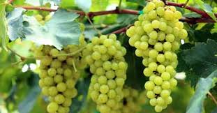 In search of Baliraja merchants in Grape Pandhari | द्राक्षे पंढरीतील बळीराजा व्यापाऱ्यांच्या शोधात In search of Baliraja merchants in Grape Pandhari | द्राक्षे पंढरीतील बळीराजा व्यापाऱ्यांच्या शोधात