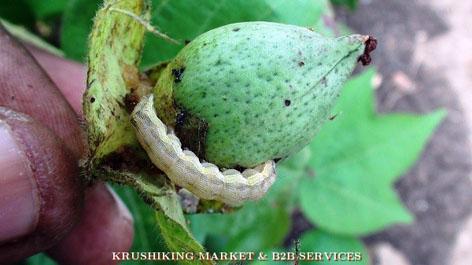 Hingoli district has reduced the yield of cauliflower | हिंगोली जिल्ह्यात बोंडअळीने कपाशीचे उत्पन्न घटले Hingoli district has reduced the yield of cauliflower | हिंगोली जिल्ह्यात बोंडअळीने कपाशीचे उत्पन्न घटले