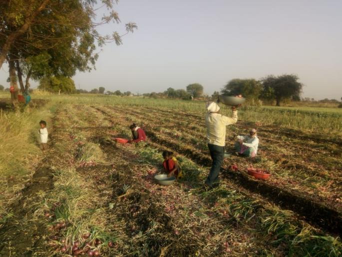Old Summer Onion Faded Up | जुना उन्हाळ कांदा फेकला उकिरड्यावर Old Summer Onion Faded Up | जुना उन्हाळ कांदा फेकला उकिरड्यावर