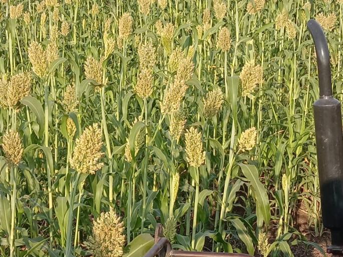 Affordability of livestock in sorghum depot | ज्वारीच्या आगारात पशुपक्ष्यांची परवड Affordability of livestock in sorghum depot | ज्वारीच्या आगारात पशुपक्ष्यांची परवड