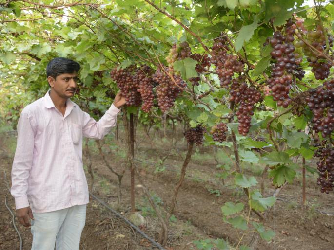 The income of millions of rupees by producing exportable grapes | निर्यातक्षम द्राक्ष उत्पादित करून लाखो रु पयांचे उत्पन्न The income of millions of rupees by producing exportable grapes | निर्यातक्षम द्राक्ष उत्पादित करून लाखो रु पयांचे उत्पन्न