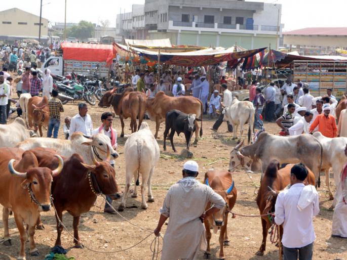 Farmers selling their animals | लाखमोलाचे पशुधन बाजारात Farmers selling their animals | लाखमोलाचे पशुधन बाजारात