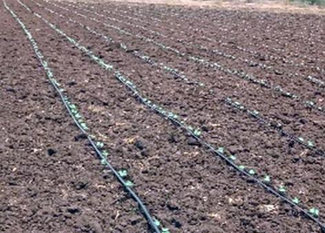 Farmers prefer cotton | बळीराजाची कपाशीला पसंती Farmers prefer cotton | बळीराजाची कपाशीला पसंती