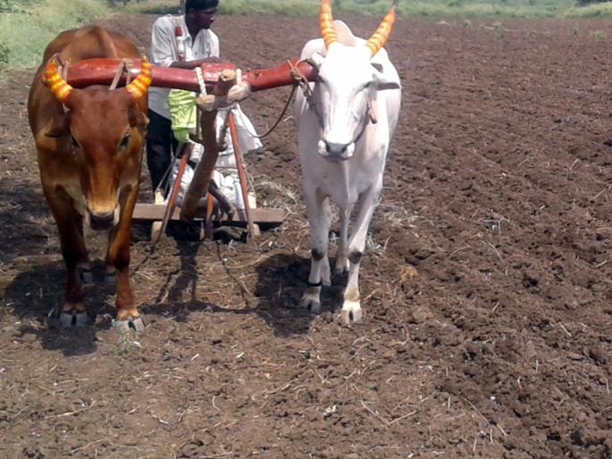 Sowing of only 14% of Rabi in Jalna district | जालना जिल्ह्यात रबीची केवळ १४ टक्केच पेरणी Sowing of only 14% of Rabi in Jalna district | जालना जिल्ह्यात रबीची केवळ १४ टक्केच पेरणी