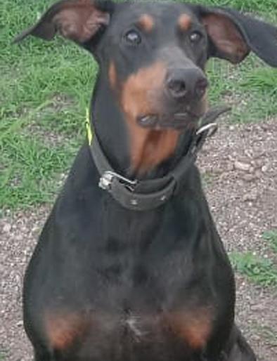 'Lily' guide for the search of thieves | चोरट्यांच्या शोधासाठी ‘लिली’ ठरतेय मार्गदर्शक