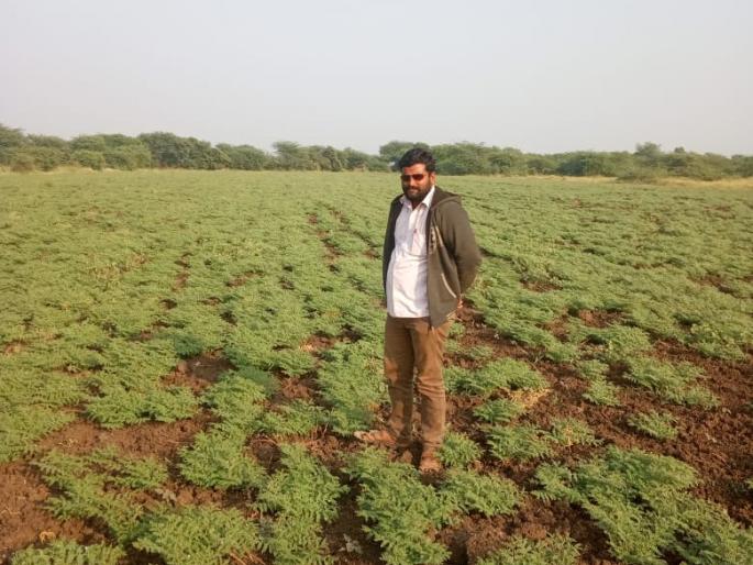 Wheat, gram flour in the tide | ज्वारीच्या आगारात बहरला गहू, हरभरा Wheat, gram flour in the tide | ज्वारीच्या आगारात बहरला गहू, हरभरा
