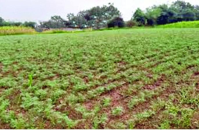 Risk of disease attack on wheat, vegetable crops | गहू,भाजीपाला पिकांवर  रोगांच्या आक्रमणाचा धोका