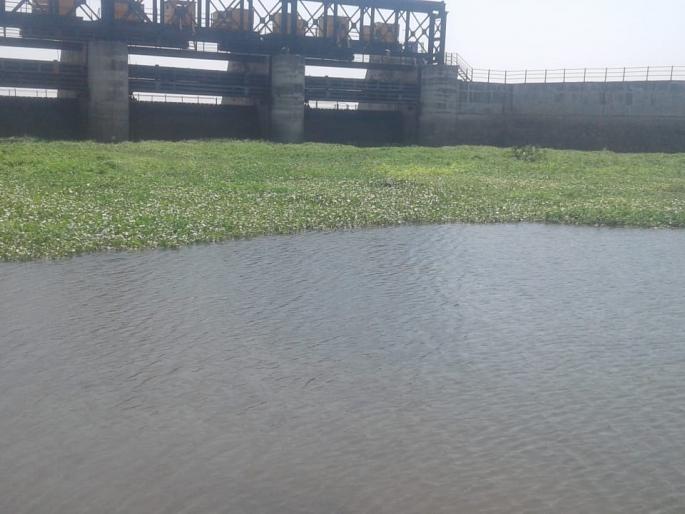 Nandurmadhyameshwar dam water remains dead | नांदूरमध्यमेश्वर धरणात पाण्याचा मृत साठा शिल्लक Nandurmadhyameshwar dam water remains dead | नांदूरमध्यमेश्वर धरणात पाण्याचा मृत साठा शिल्लक