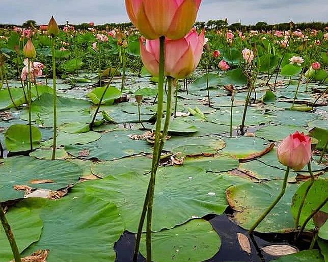 Thousands of lotus flowers bloomed in the reservoir of Nandurmadhameshwar | नांदूरमधमेश्वरच्या जलाशयात फुलले सहस्त्र कमळपुष्प