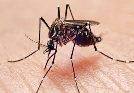 Ozartownship is plagued by mosquitoes | ओझरटाऊनशिपला डासांमुळे नागरिक हैराण Ozartownship is plagued by mosquitoes | ओझरटाऊनशिपला डासांमुळे नागरिक हैराण