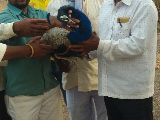 The death of the peacock in the municipal area | नगरसूल परिसरात उष्माघाताने मोराचा मृत्यू The death of the peacock in the municipal area | नगरसूल परिसरात उष्माघाताने मोराचा मृत्यू