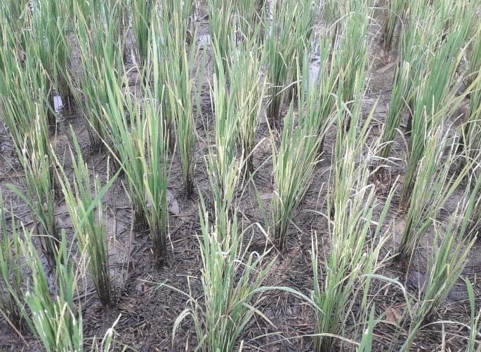 Crisis of taxa on rice crops | भात पिकांवर करपा रोगाचे संकट