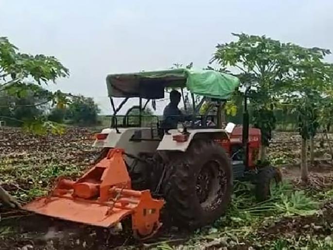 Rotovitar rotated on five acres of papaya crop | पाच एकर पपई पिकावर फिरवला रोटोव्हीटर Rotovitar rotated on five acres of papaya crop | पाच एकर पपई पिकावर फिरवला रोटोव्हीटर