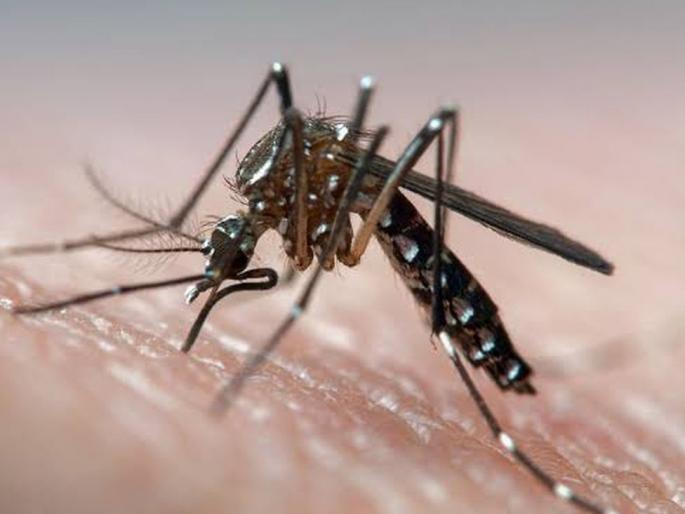 Four people in the same family suffer from dengue | एकाच कुटूंबातील चौघांना डेंग्यूची लागण Four people in the same family suffer from dengue | एकाच कुटूंबातील चौघांना डेंग्यूची लागण