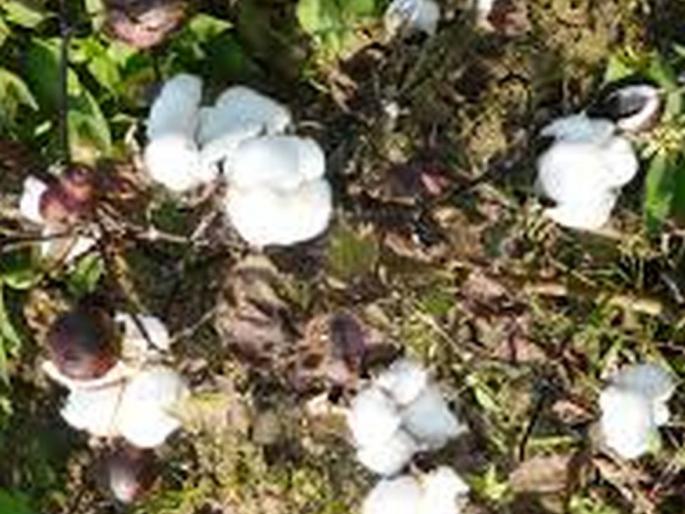 Farmer: Just one day ahead of their 'white gold' purchase | शेतक:यांचे ‘पांढरे सोने’ खरेदीचा मूहूर्त एक दिवस पुढे Farmer: Just one day ahead of their 'white gold' purchase | शेतक:यांचे ‘पांढरे सोने’ खरेदीचा मूहूर्त एक दिवस पुढे