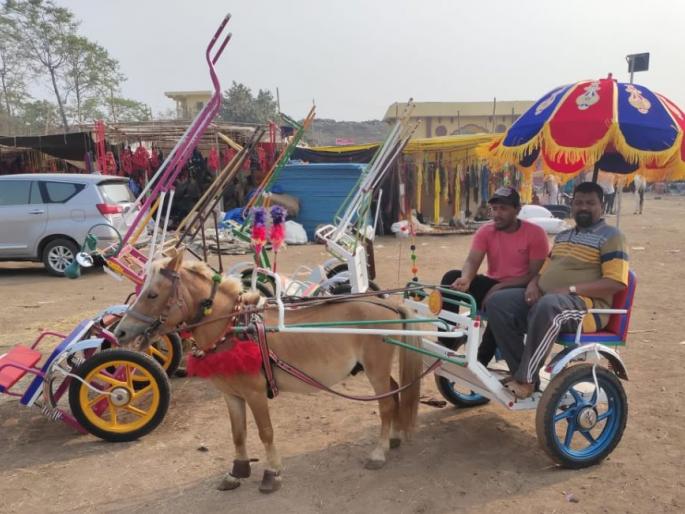 Horse-lovers crowded in the Sarangkheeda horses market | सारंगखेड्याच्या घोडे बाजारात अश्वप्रेमींची गर्दी Horse-lovers crowded in the Sarangkheeda horses market | सारंगखेड्याच्या घोडे बाजारात अश्वप्रेमींची गर्दी