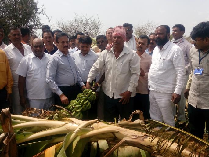 Inspector of Kelibag damaged in Girnar area | गिरणा परिसरातील नुकसानग्रस्त केळीबागाची पालकमंत्र्यांकडून पाहणी Inspector of Kelibag damaged in Girnar area | गिरणा परिसरातील नुकसानग्रस्त केळीबागाची पालकमंत्र्यांकडून पाहणी