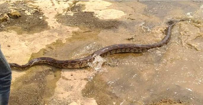 ‘That’ dragon left in the woods | ‘त्या’ अजगराला सोडले जंगलात ‘That’ dragon left in the woods | ‘त्या’ अजगराला सोडले जंगलात