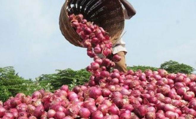  Onion rates continue to fall | कांदा दरात घसरण सुरूच
