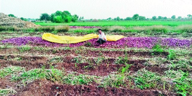 About three hundred hectares of farm damage to Ozar | ओझरला सुमारे तीनशे हेक्टर शेतीचे नुकसान About three hundred hectares of farm damage to Ozar | ओझरला सुमारे तीनशे हेक्टर शेतीचे नुकसान