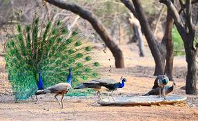 The survival of the peacocks escaped from the forest | जंगलातून पळालेल्या मोरांना मातोरीत जीवदान The survival of the peacocks escaped from the forest | जंगलातून पळालेल्या मोरांना मातोरीत जीवदान