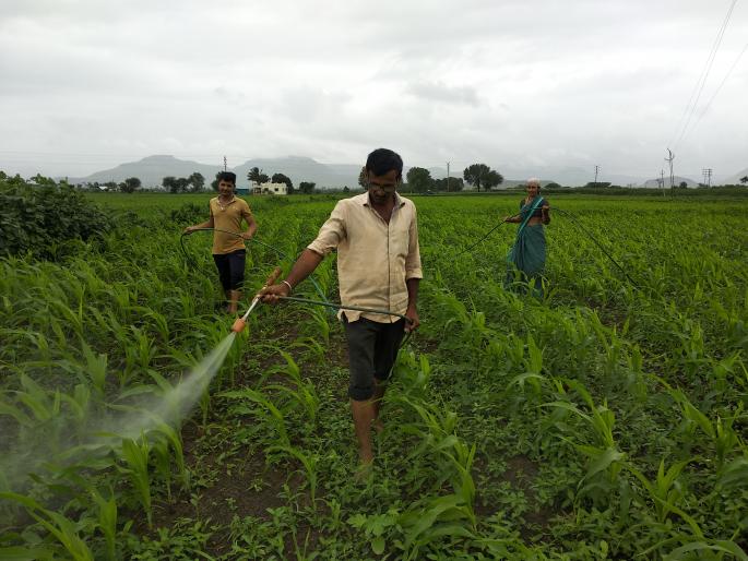 Speeding up the fields due to rain | पावसाने उघडीप दिल्याने शेतकामांना वेग Speeding up the fields due to rain | पावसाने उघडीप दिल्याने शेतकामांना वेग