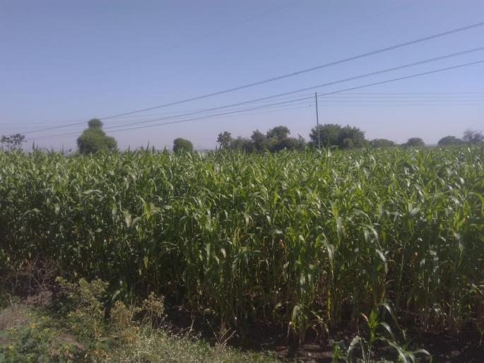 Satara: In the area of Pimpode Budruk, jowar pikake shivaran fullly | सातारा : पिंपोडे बुद्रुक परिसरात ज्वारी पिकांनी शिवारं फुलली Satara: In the area of Pimpode Budruk, jowar pikake shivaran fullly | सातारा : पिंपोडे बुद्रुक परिसरात ज्वारी पिकांनी शिवारं फुलली